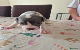 Staffordshire Bull Terrier dogs for sale: Staffy puppies - Image 3