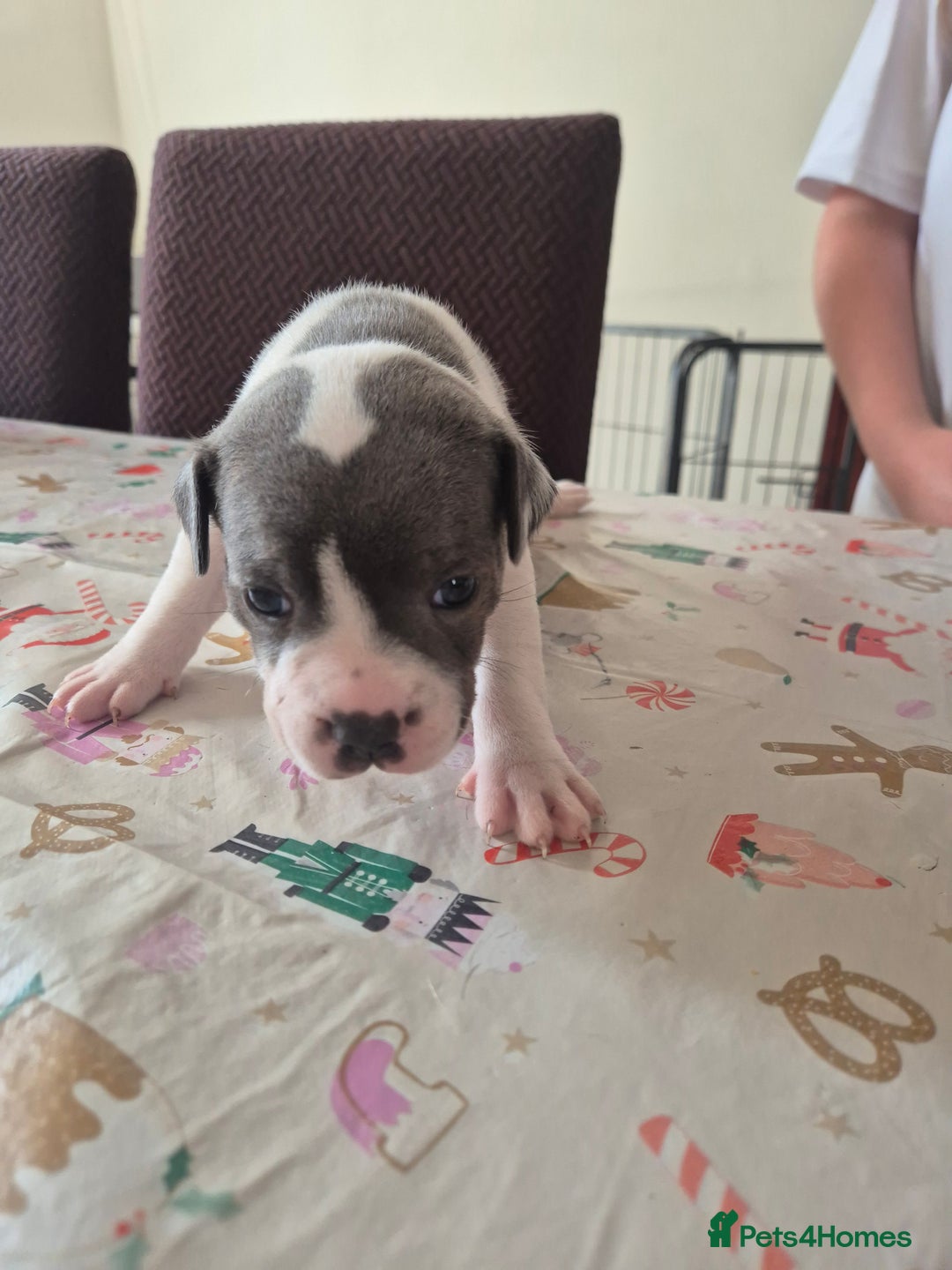 Staffordshire Bull Terrier dogs for sale: Staffy puppies - Image 3