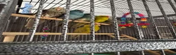 Parakeets birds for sale: Kakarikis ready for homes !  in Stowmarket - Advert 1