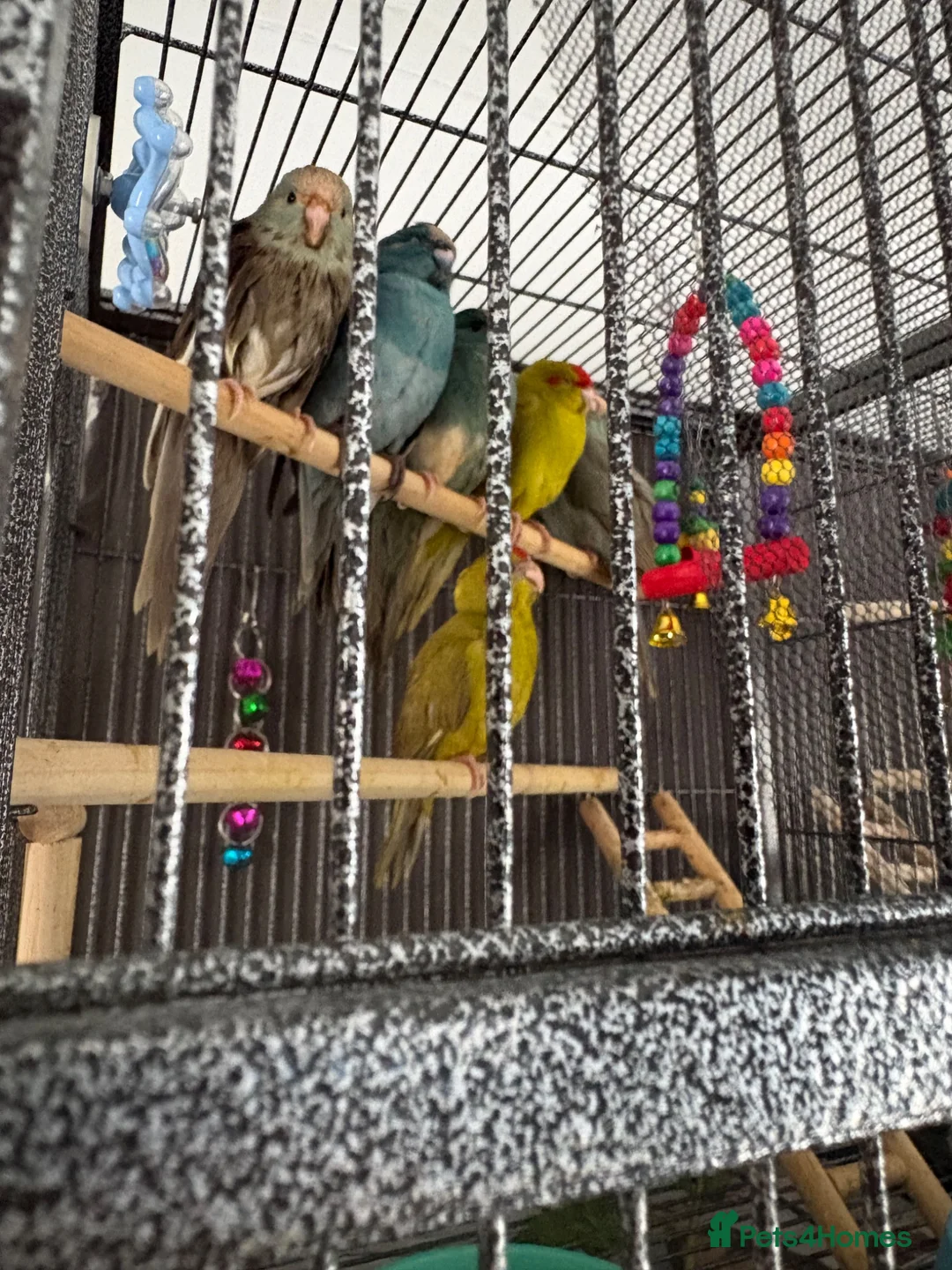 Parakeets birds for sale: Kakarikis ready for homes !  in Stowmarket - Advert 1