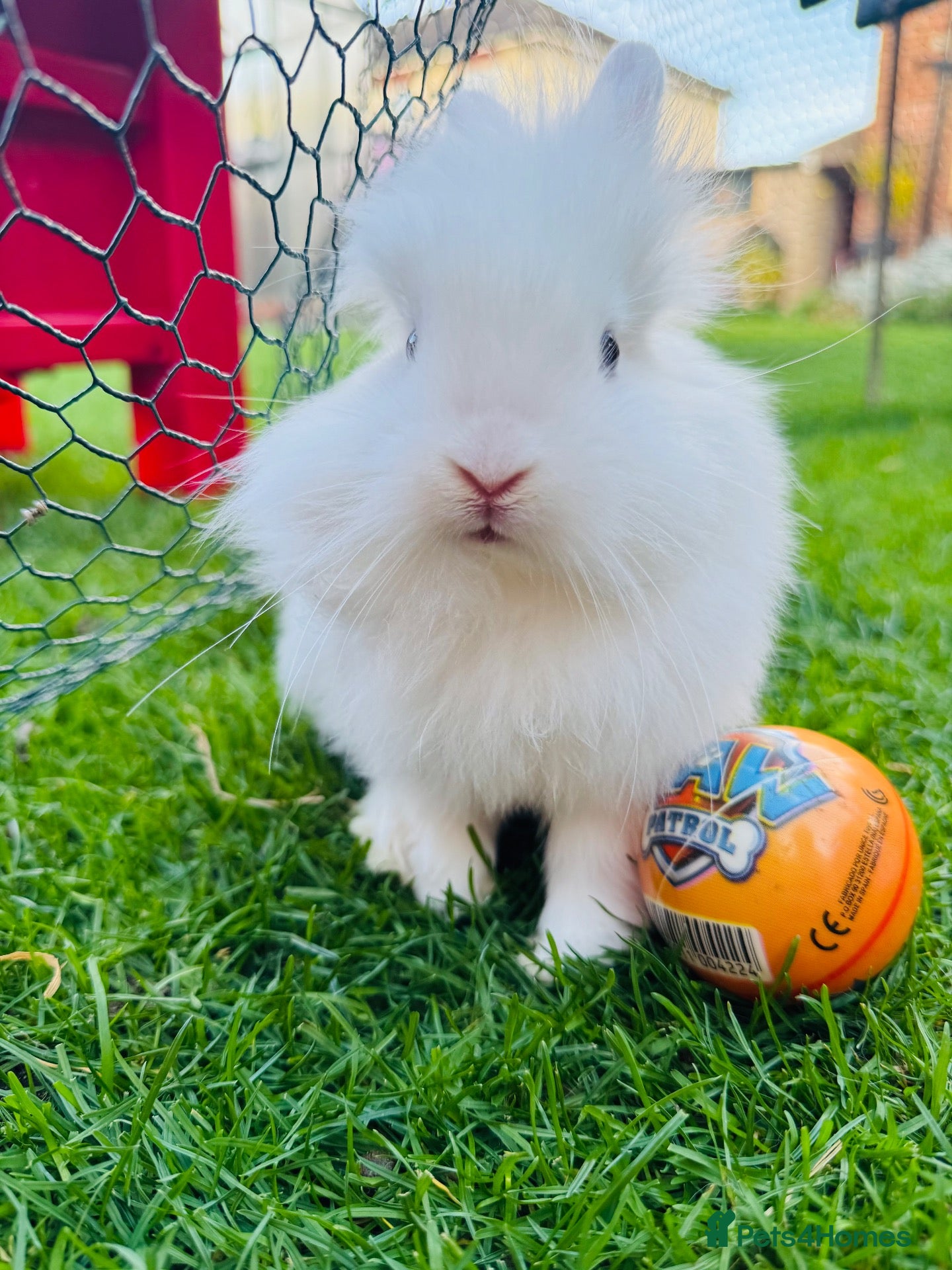 Lionhead rabbits 🐰 Beautiful Lionhead Baby Rabbits❤️ - Advert 2