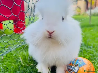 Lionhead rabbits 🐰 Beautiful Lionhead Baby Rabbits❤️ - Advert 2