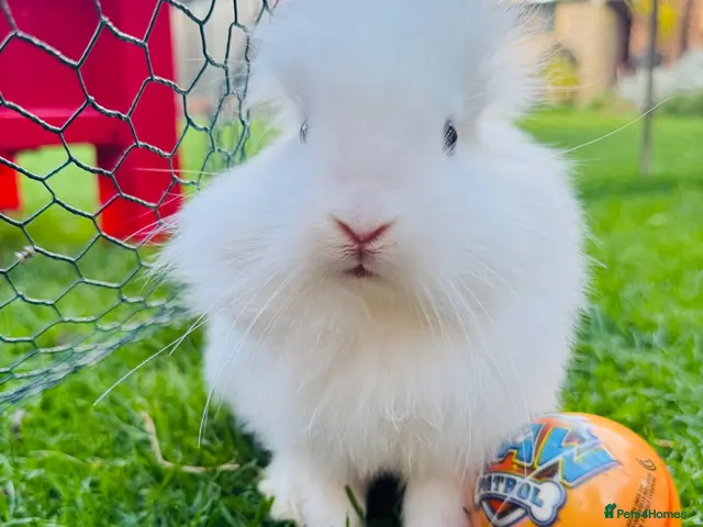 Lionhead rabbits 🐰 Beautiful Lionhead Baby Rabbits❤️ - Advert 2