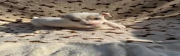 Jack Russell dogs for sale: Stunning jack russel puppies  in Swansea - Advert 3