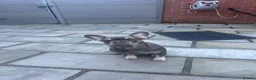 French Bulldog dogs for sale: Beautiful 4 1/2 month  French Bulldog  in Manchester - Advert 7