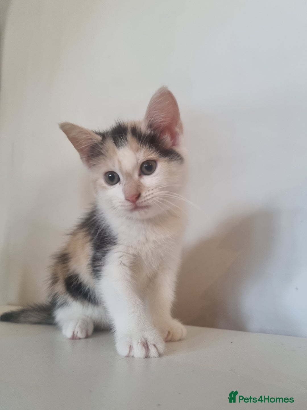 Maine Coon cats for sale: 4 adorable 😍 Mainecoon girls - Advert 21