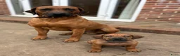 Rhodesian Ridgeback dogs for sale: International a world champion bloodlines - Advert 10