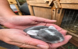 Mini Lop rabbits for sale: Stunning selection of mini lops ready for securing - Image 5