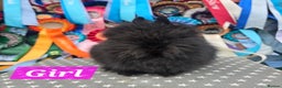 Lionhead rabbits for sale: Gorgeous Purebred Lionheads available  - Advert 12