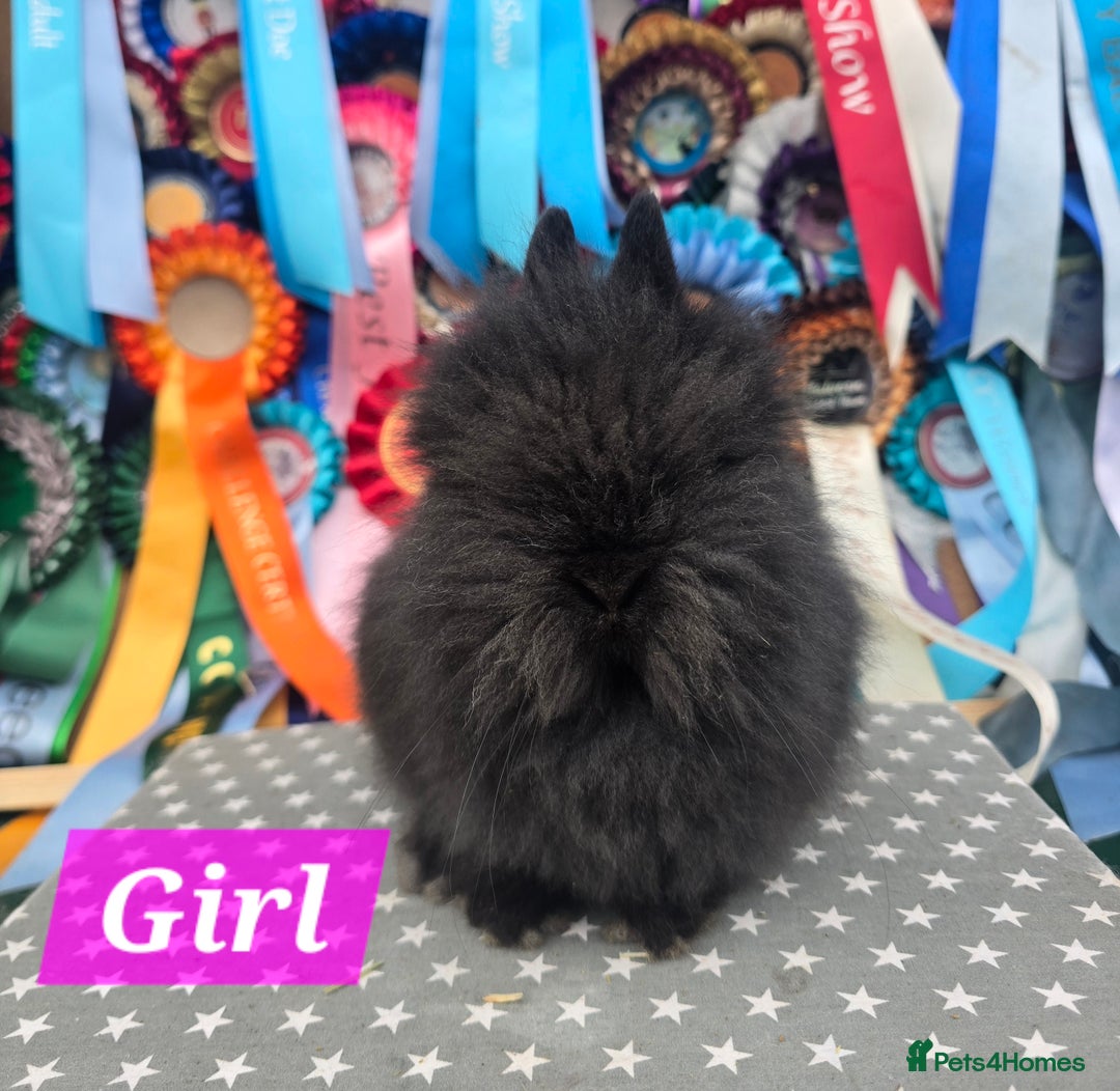 Lionhead rabbits for sale: Gorgeous Purebred Lionheads available  - Advert 12