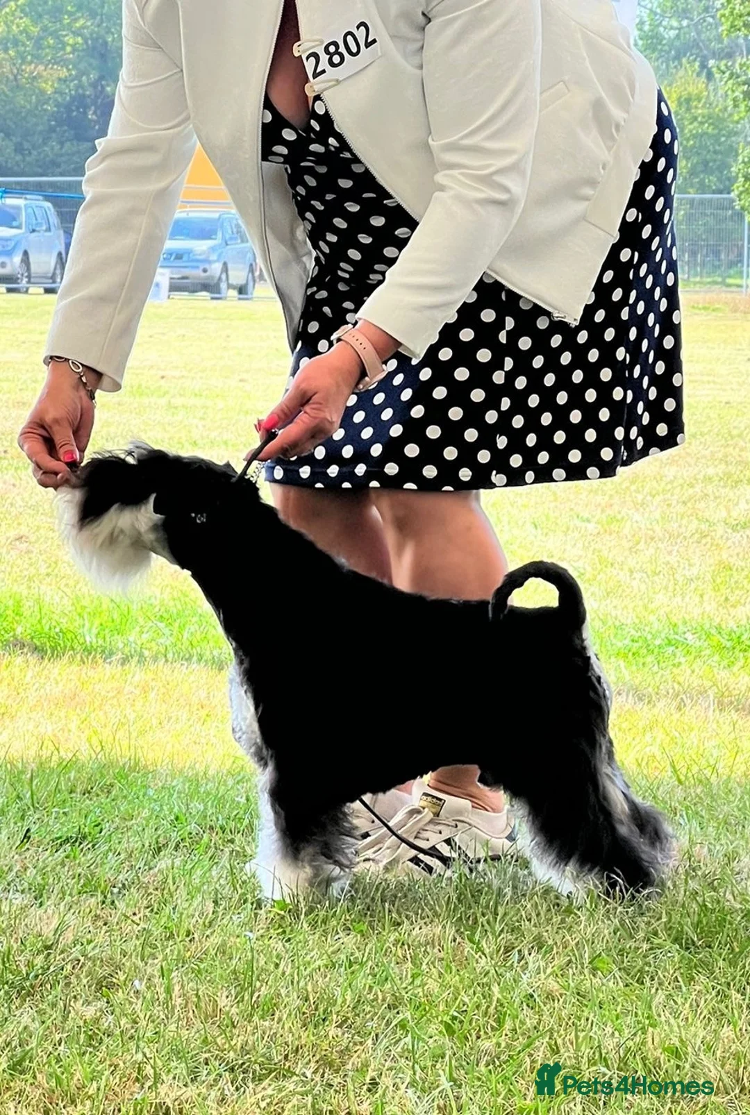 Miniature Schnauzer dogs for sale: Stunning litter of Miniature Schnauzers - Advert 8