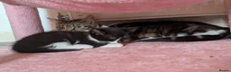 Mixed Breed cats for sale: 4 Beautiful Kittens are available to move in! - Advert 5