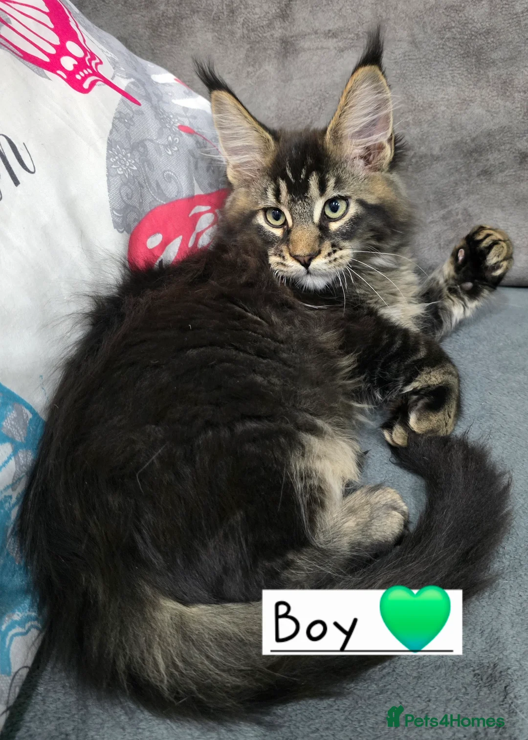 Maine Coon cats for sale: Pedigree TICA Maine Coon kittens READY  - Advert 22