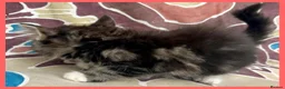 Mixed Breed cats for sale: Beautiful Kittens for sale. - Advert 11