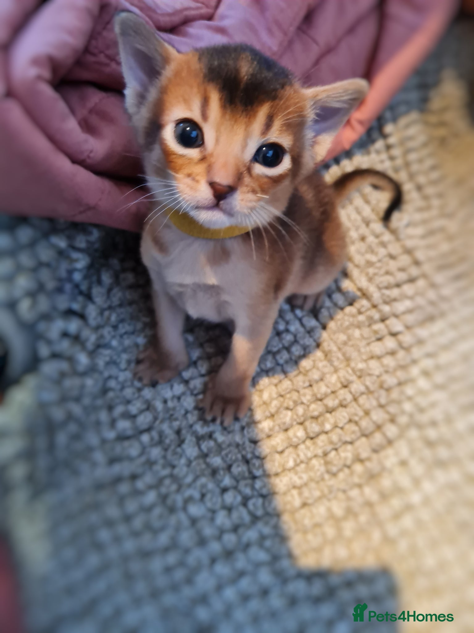 Abyssinian cats champion line Abyssinian kittens🎖🏆🏅 - Advert 1