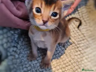 Abyssinian cats champion line Abyssinian kittens🎖🏆🏅 - Advert 9