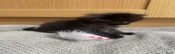 British Longhair cats for sale: Gorgeous baby girl ready NOW for a new home💕 - Advert 4