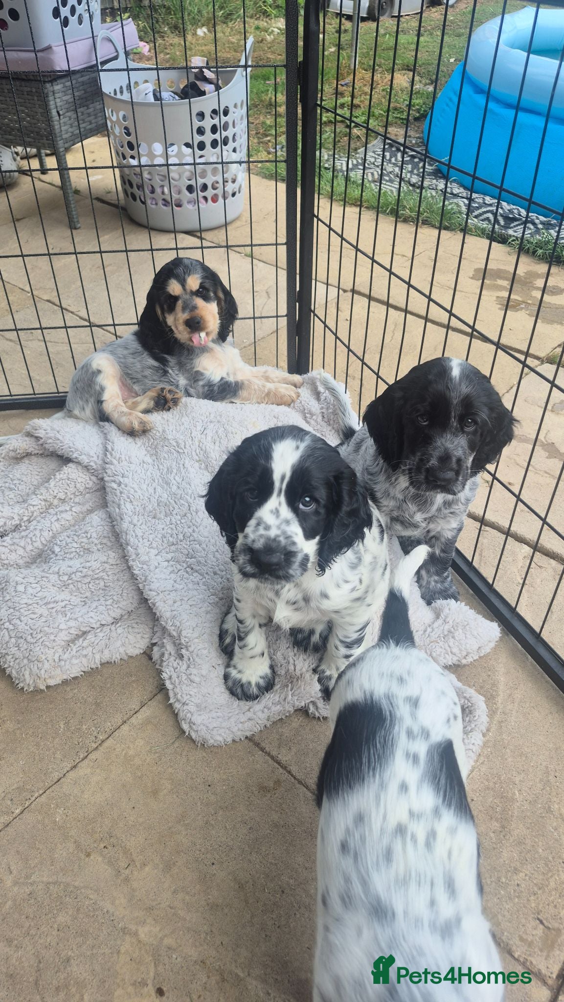 Cocker Spaniel dogs Kc registered showtype cocker spaniel puppies - Advert 16