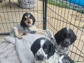 Cocker Spaniel dogs Kc registered showtype cocker spaniel puppies - Advert 16