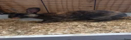 Rex rabbits for sale: Male Rex for sale  - Advert 2
