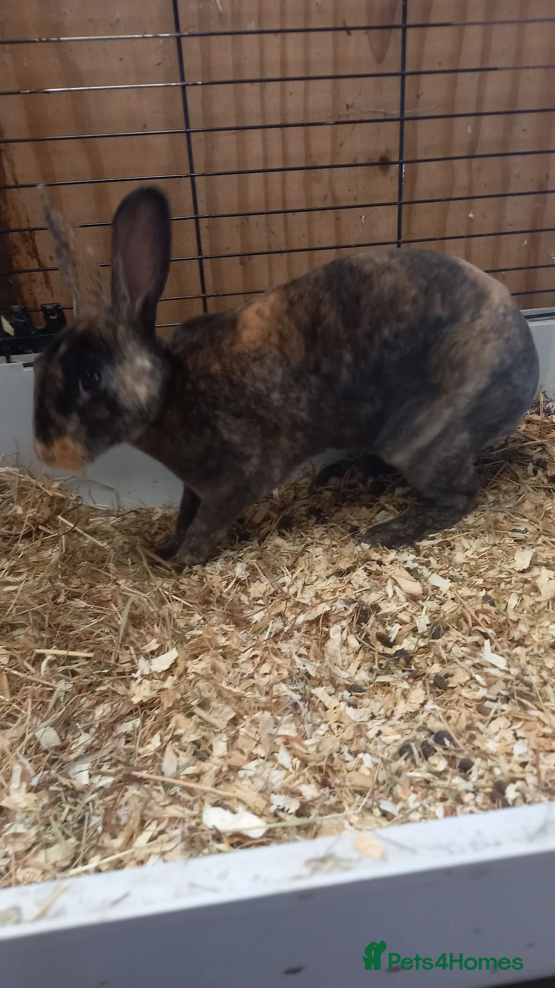 Rex rabbits for sale: Male Rex for sale  - Advert 2