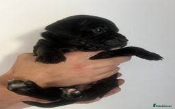Mixed Breed dogs for sale: 🏡 Staff x American Bulldog Puppies  - Image 28