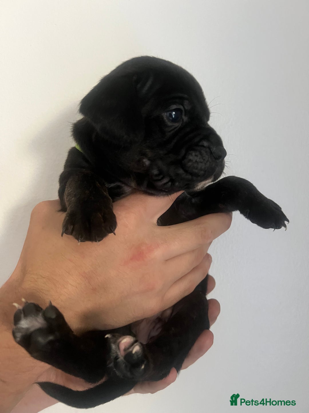Mixed Breed dogs for sale: 🏡 Staff x American Bulldog Puppies  - Image 28