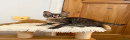 Mixed Breed cats for sale: Maine coon cross tabby mixed kittens - Advert 8