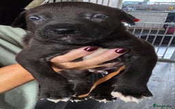 Mixed Breed dogs for sale: Cane corso x lurcher  - Image 1