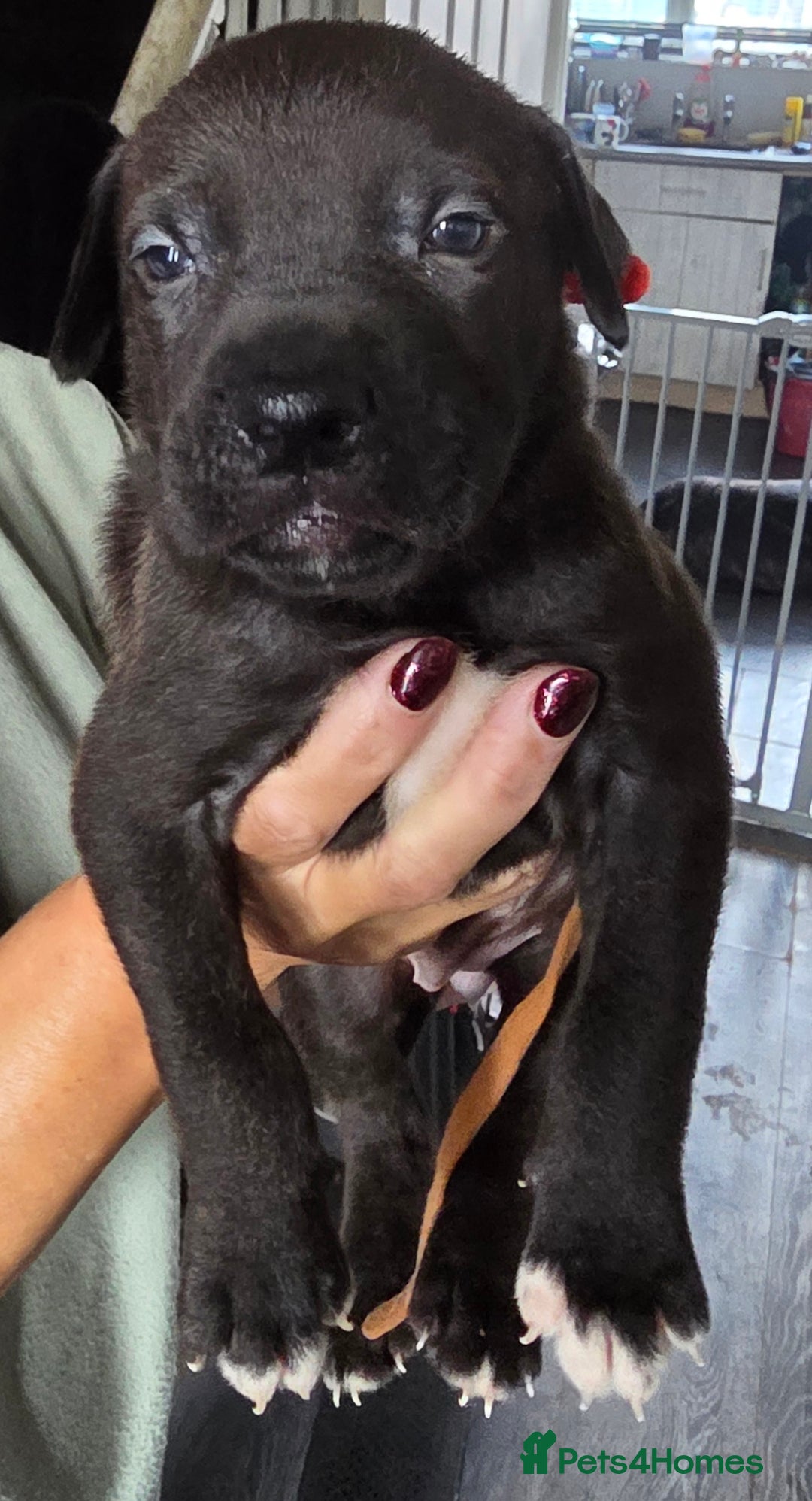 Mixed Breed dogs for sale: Cane corso x lurcher  - Image 1