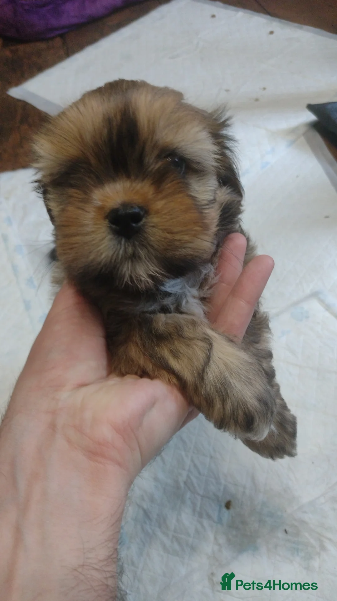 Lhasa Apso dogs for sale: 4 Lhaso Apso boys puppies ready in 4 days! - Advert 5