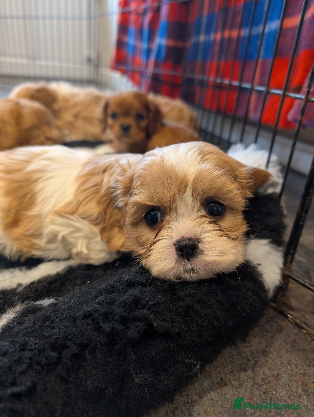 Cavachon dogs for sale: 8 STUNNING F1B CAVACHONS - Image 7