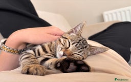 Bengal cats for sale: Bengal Kitten Male - Image 4