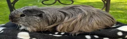 Guinea Pig rodents for sale: Sheltie (Silky) Guinea pig. - Advert 2