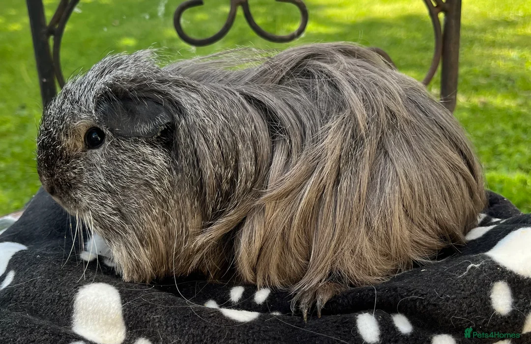 Guinea Pig rodents for sale: Sheltie (Silky) Guinea pig. - Advert 2