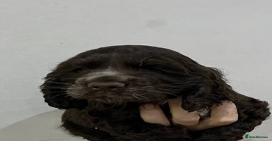 Cocker Spaniel dogs - Advert 12