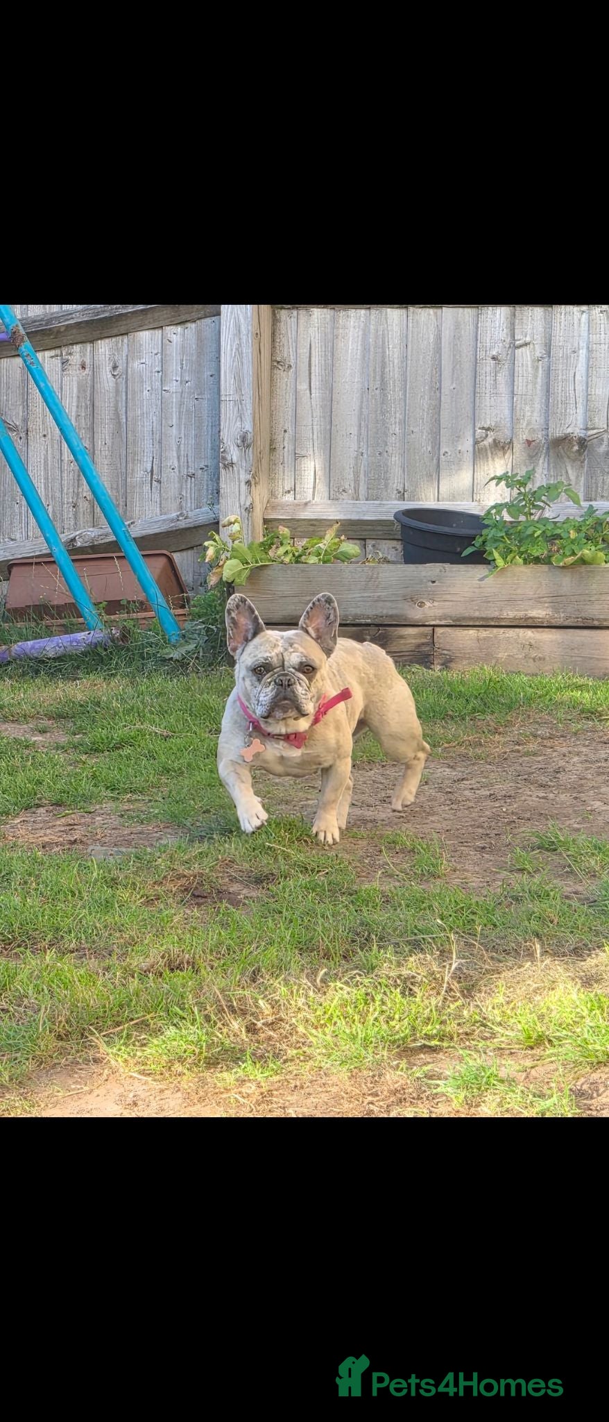 French Bulldog dogs Adorable French Bulldog for sale  - Advert 4
