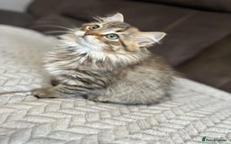 Siberian cats for sale: Purebred- Hypoallergenic Siberian Kittens - Image 27