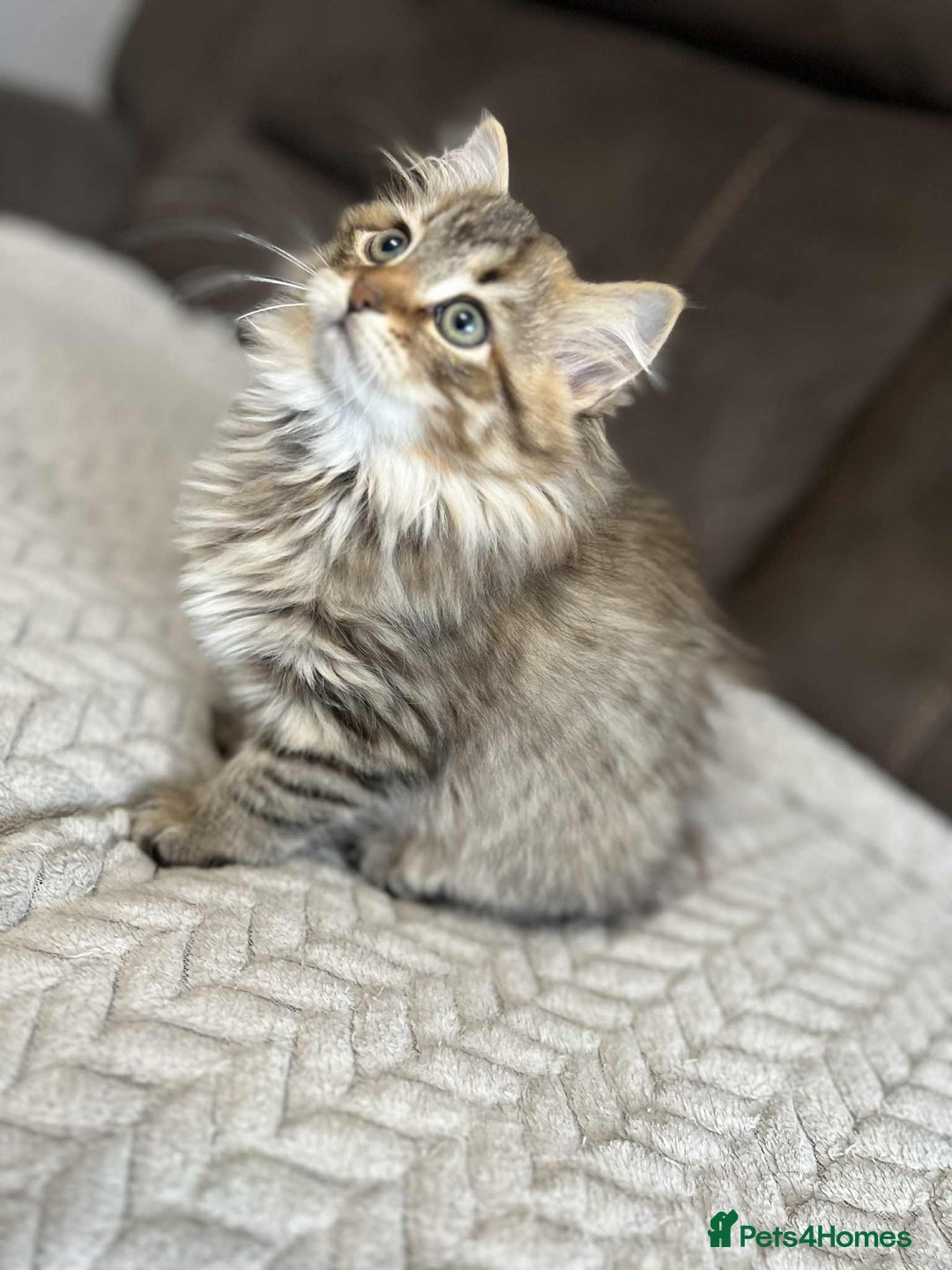 Siberian cats for sale: Purebred- Hypoallergenic Siberian Kittens - Image 27