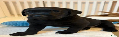Labrador Retriever Black female 