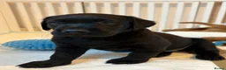 Labrador Retriever dogs for sale: KC reg Labrador puppies: 1 Fox Red, 1 black  in Northwich - Advert 9