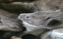 Mixed Breed cats for sale: Beautiful kittens  - Image 1