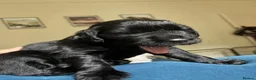 Flat coated Retriever dogs for sale: Flat coat retriever puppies for sale - Advert 11