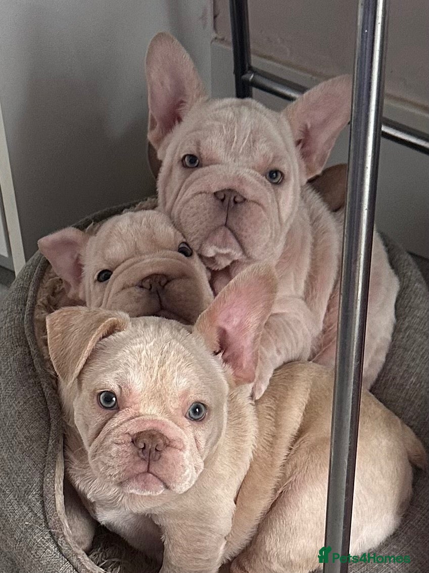 French Bulldog dogs French bulldog puppies Ready Now! - Advert 7