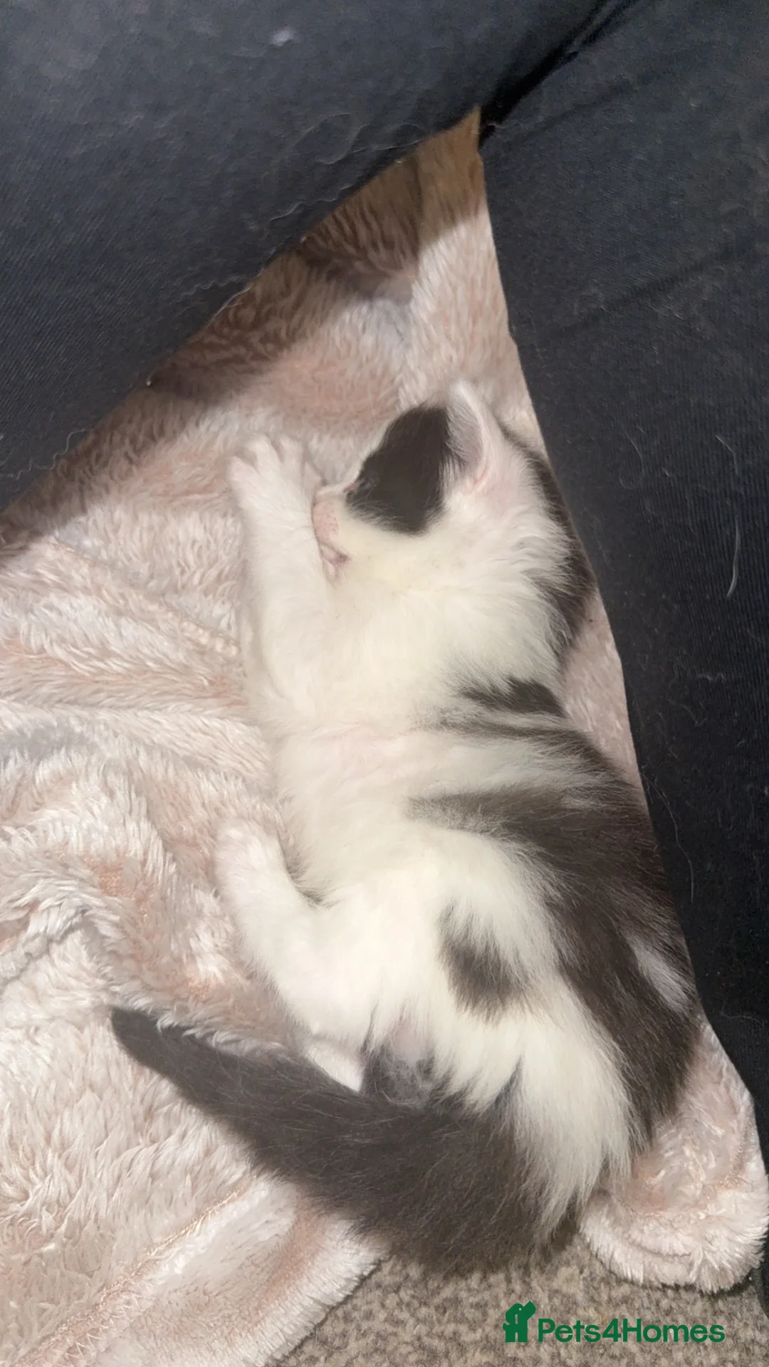 Ragdoll cats for sale: Ragdoll cross kittens  - Advert 3