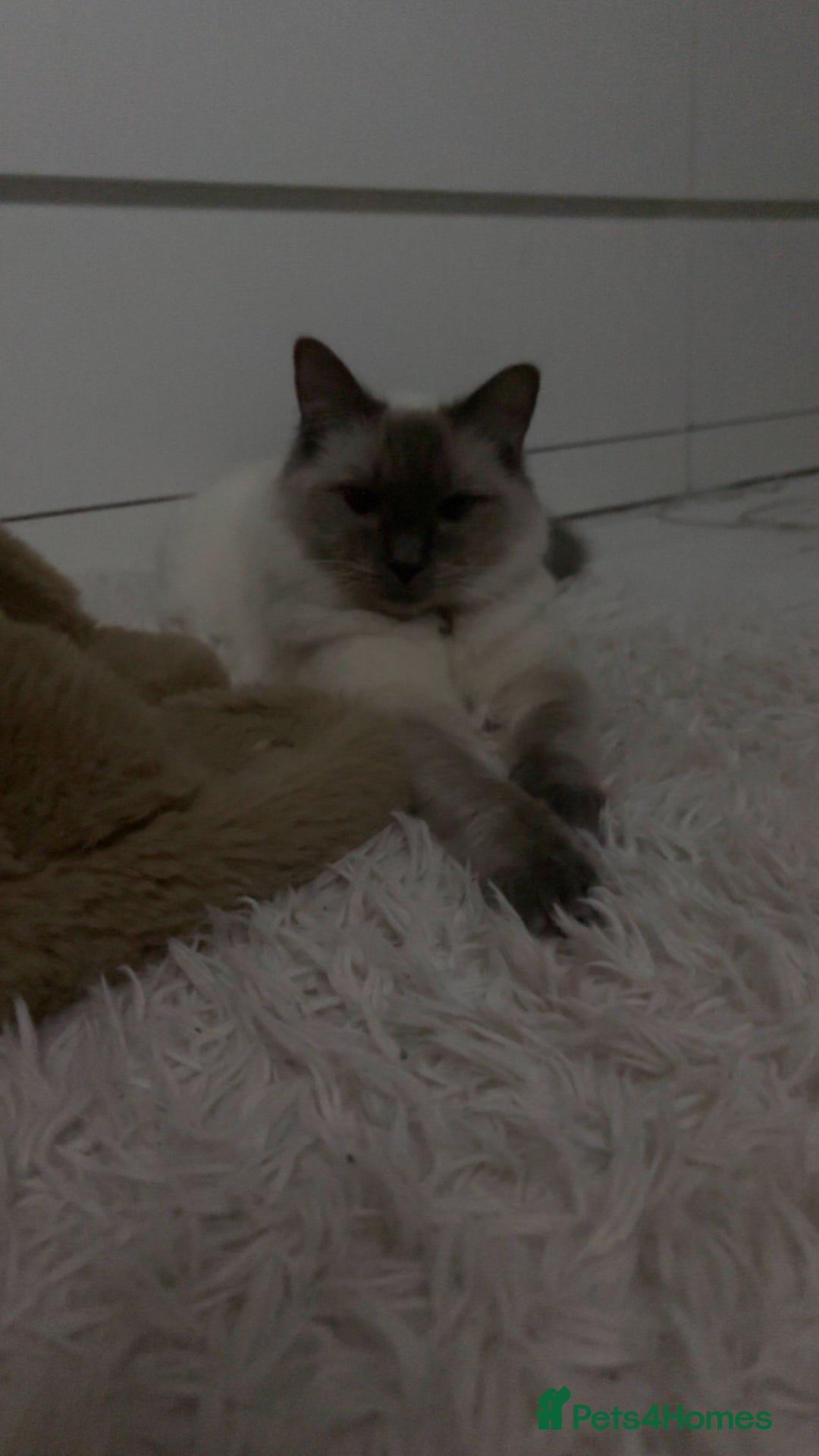 Ragdoll cats for sale: Dutches 9 month old  - Advert 2