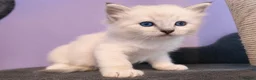 Ragdoll cats for sale: Registered ragdoll kittens by grand champion in Scunthorpe - Advert 11