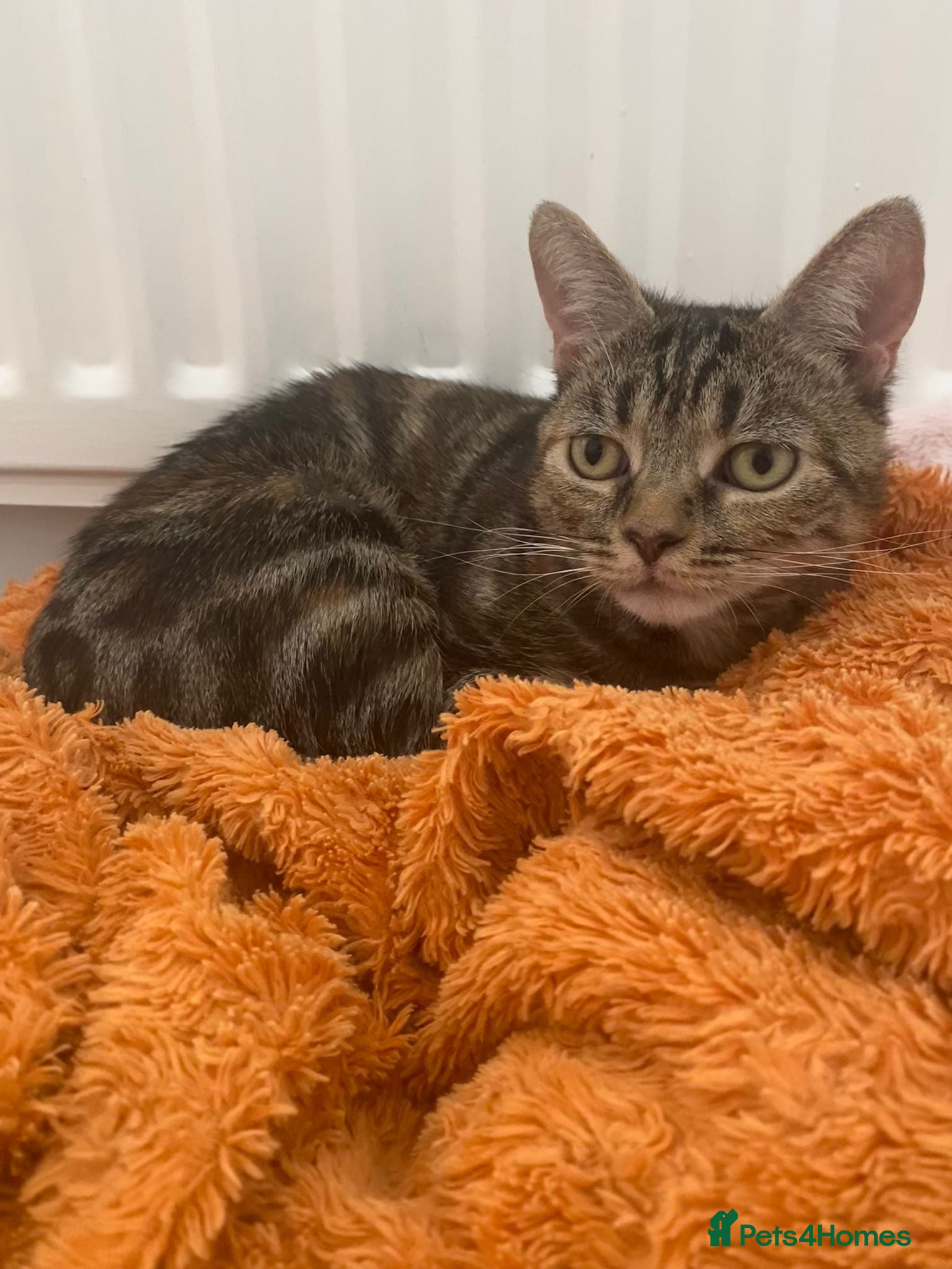 Kitty, 1 year old female neutered — Domestic Shorthair