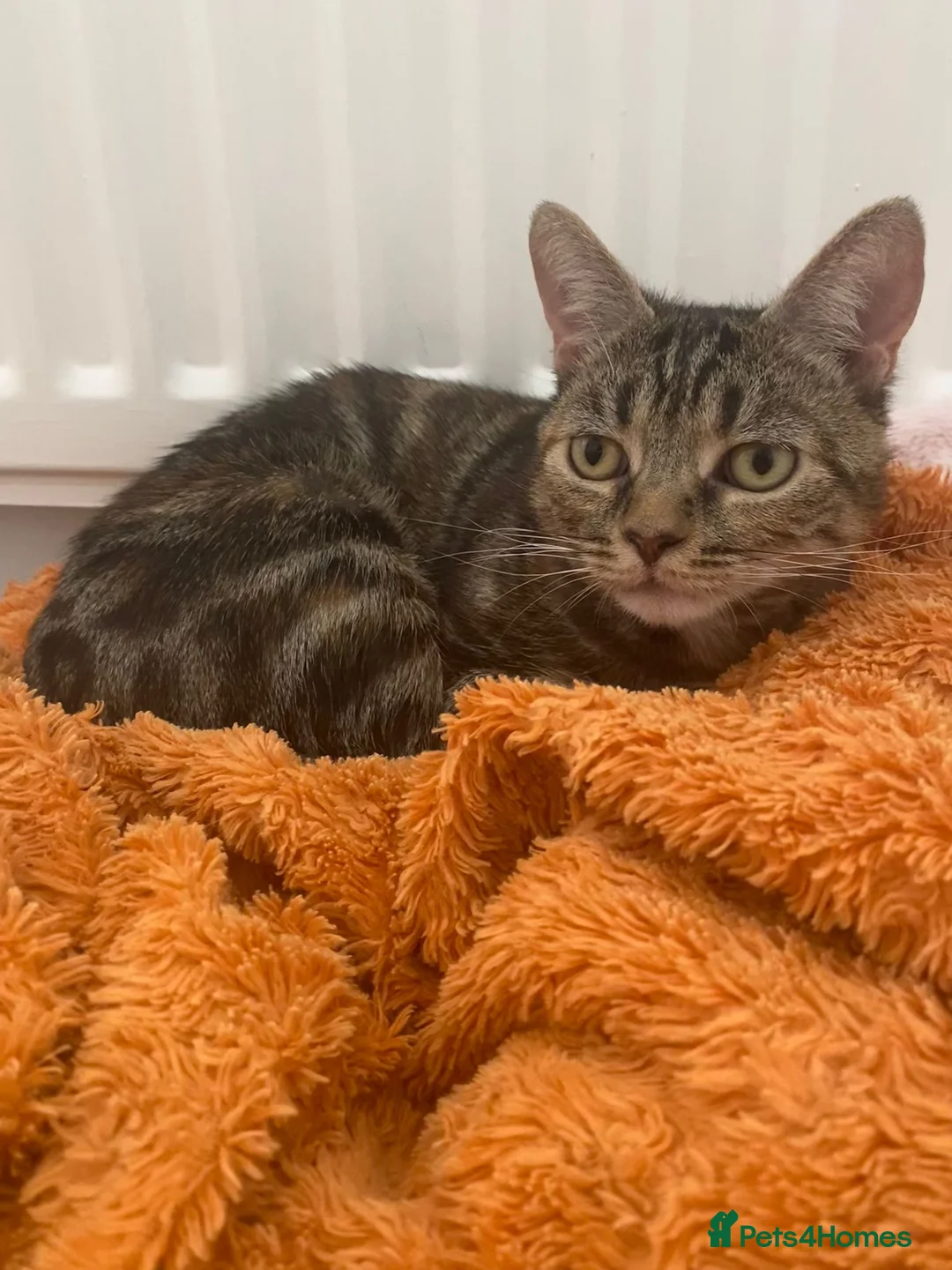 Domestic Shorthair cats for adoption: Kitty, 1 year old female neutered  - Advert 5