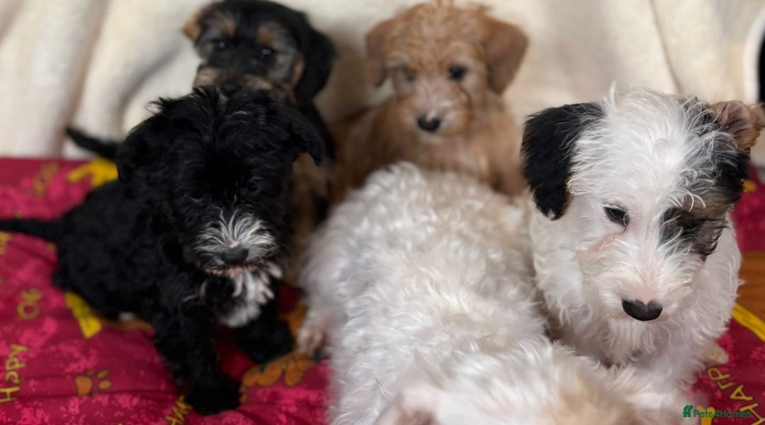 Mixed Breed dogs for sale: Beautiful Sealyham x poodle puppies  - Advert 10